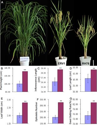 Spike-Stalk Injection Method Causes Extensive Phenotypic and Genotypic Variations for Rice Germplasm